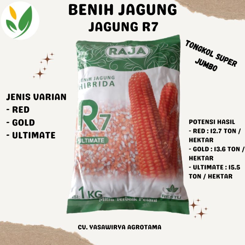 BENIH JAGUNG HIBRIDA R7 TONGKOL SUPER JUMBO