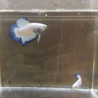 ikan cupang bluerim top grade | shopee indonesia