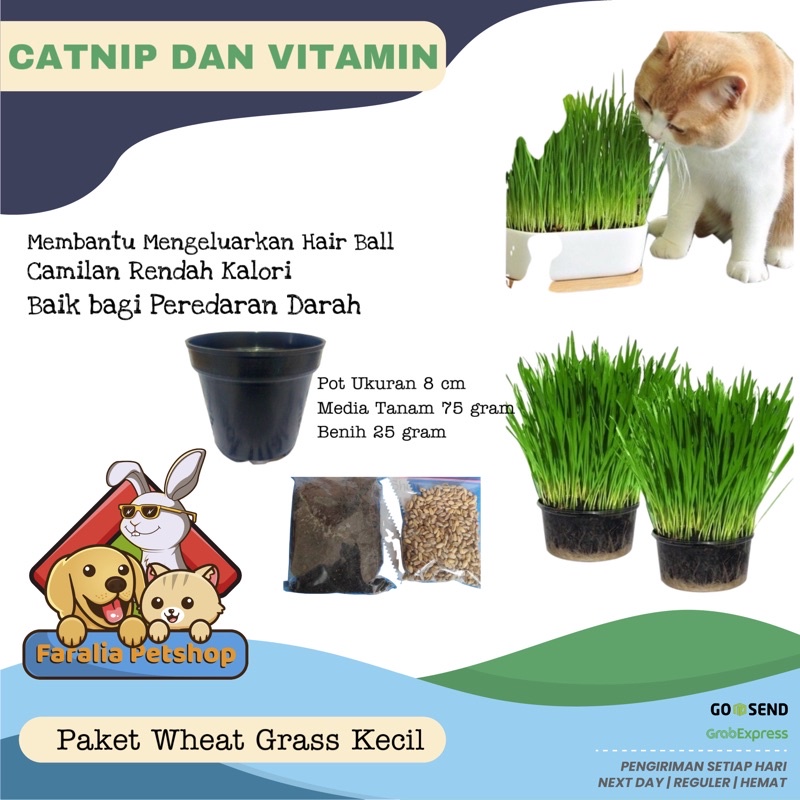 Paket Lengkap Wheatgrass Siap Tanam Media Pot Catgrass Cat Grass Wheat Rumput Kucing Kesehatan