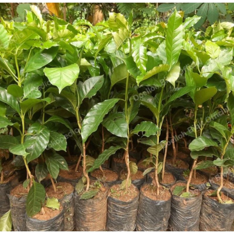 bibit kopi arabica