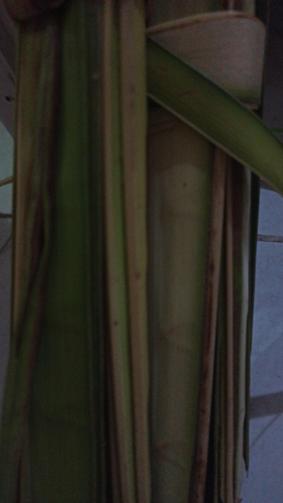 Janur Kelapa Muda Harga Perbiji