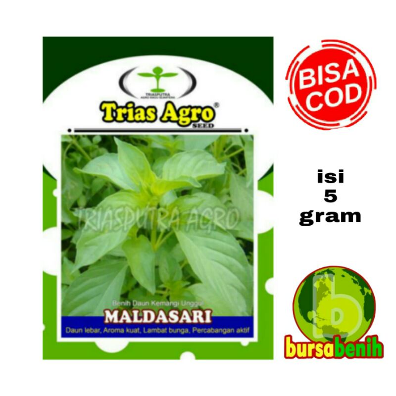Bibit Kemangi MALDASARI || Benih Kemangi-Basil isi 5 gram.