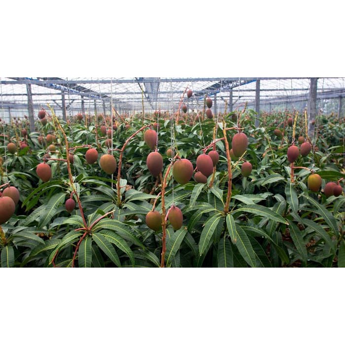 Bunga Jadi.. Bibit Mangga Irwin - bukan benih, harga termurah.