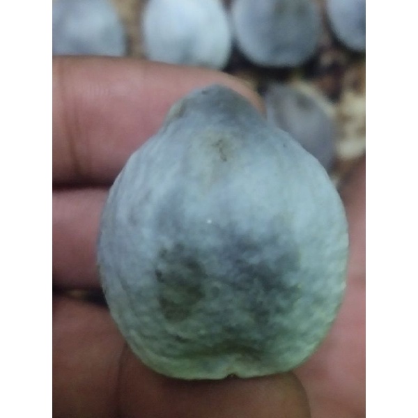 Muncang adu jenis yanti