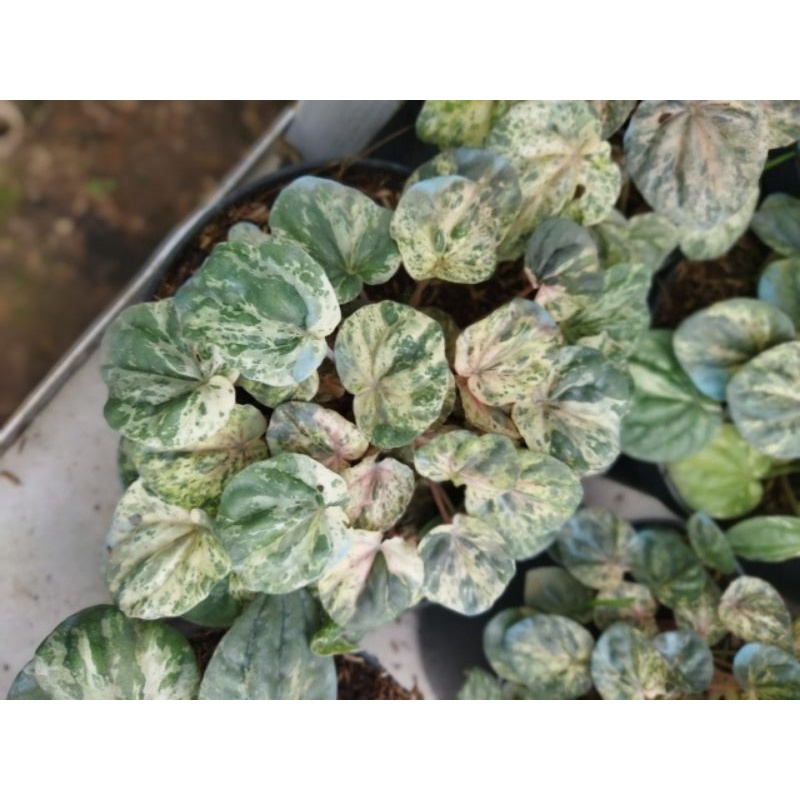 Tanaman peperomia dolar varigata