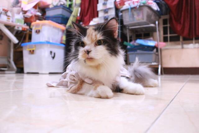 Kaos dress polkadot untuk kucing dan anjing lucu / baju kucing murah size S M L XL