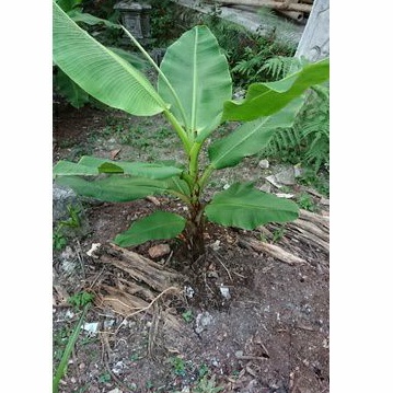 Bibit pisang emas kirana