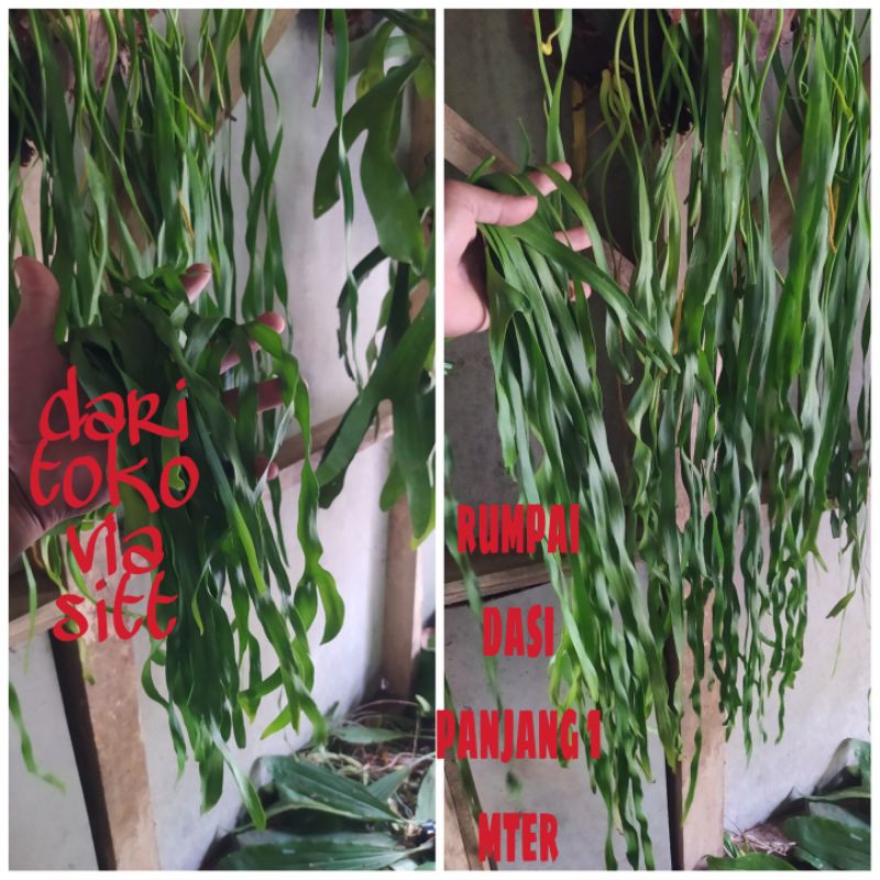 TANAMN HIAS RUMPAI DASI PANJANG 1 METER