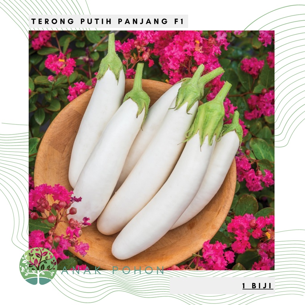 Benih Bibit Biji - Terong Putih Panjang F1 Seeds - Cocok Dataran Rendah sd. Menengah - Panen Dalam 50 Hari - White Long Eggplant Aubergine