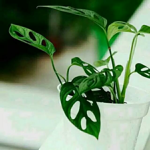 Tanaman hias hidup philodendron monstera pilo janda bolong Tanaman hias hidup philodendron monstera pilo janda bolong