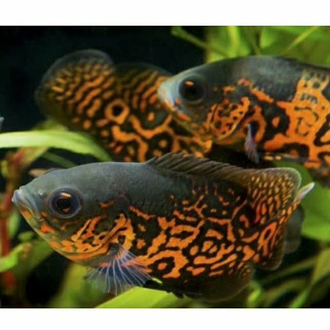 Ikan oscar batik