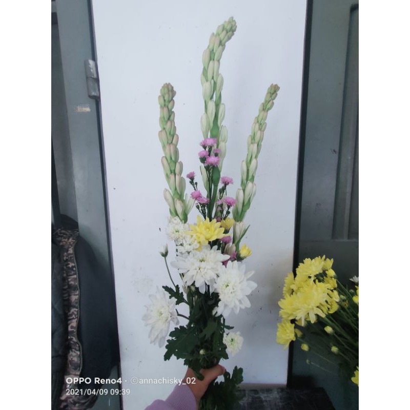 bunga hidup untuk di vas bunga