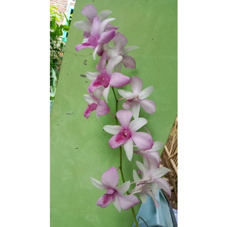 Anggrek Dendrobium Mentangai
