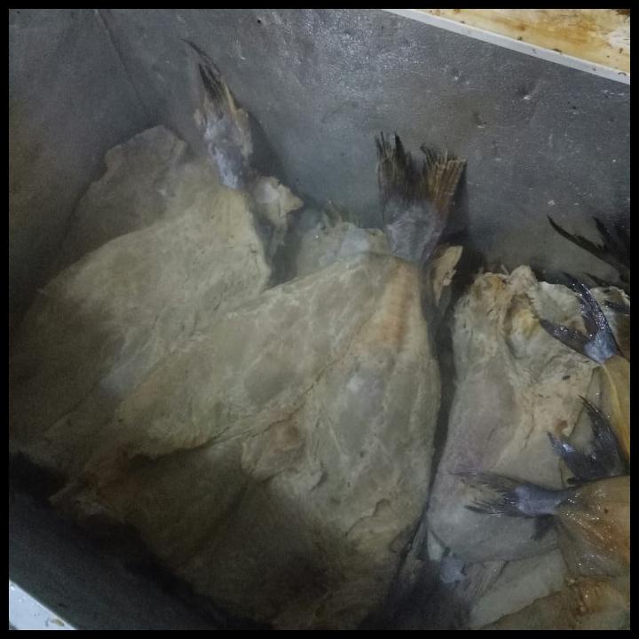 

DISKON TERBATAS !!! IKAN ASIN JAMBAL ROTI SUPER PREMIUM TERLARIS