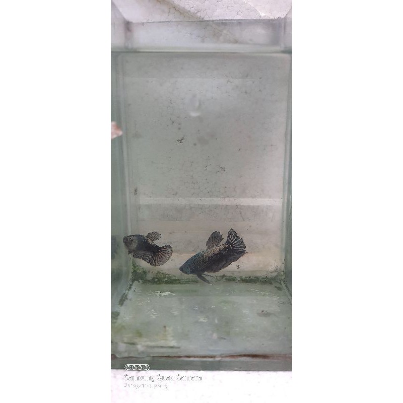 CUPANG PLAKAT BLACK SAMURAI SIAP KAWIN