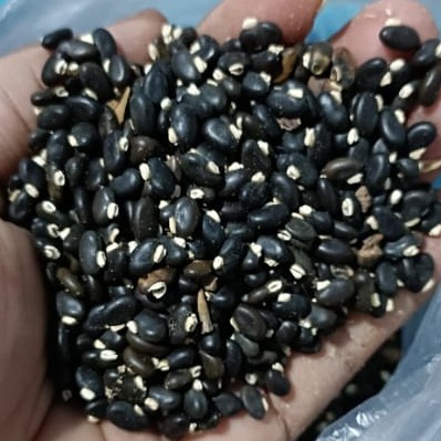 

Biji Tephrosia Vogelii SP 1Kg Kacang Babi Organik Benih Indonesia Pure