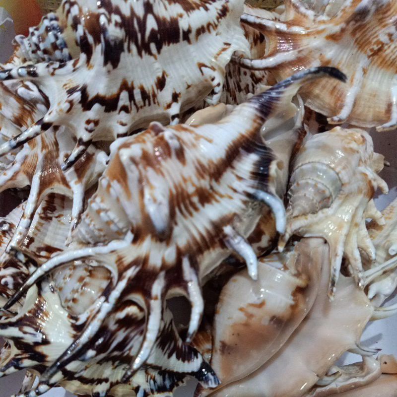 CANGKANG KERANG LAMBIS SPIDER CONCH