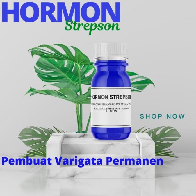 hormon strepson obat varigata tanaman