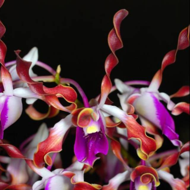Anggrek dendrobium lasianthera keki remaja