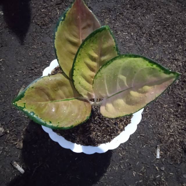 ANEKA BIBIT BERKAH store logo