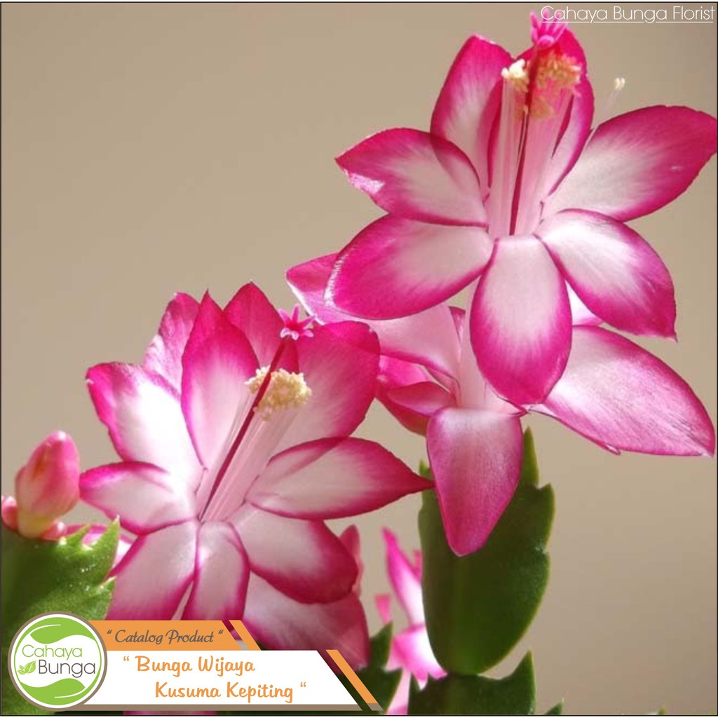 Шлюмбергера (Schlumbergera)