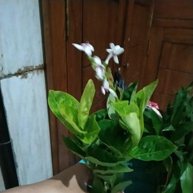 Tanaman Hias Bunga Melati Jepang