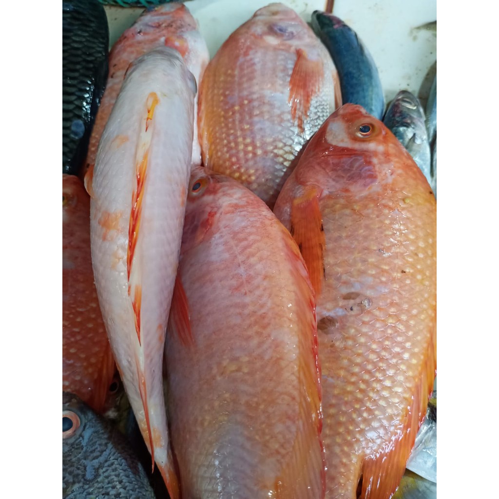

Ikan Nila / 500gr