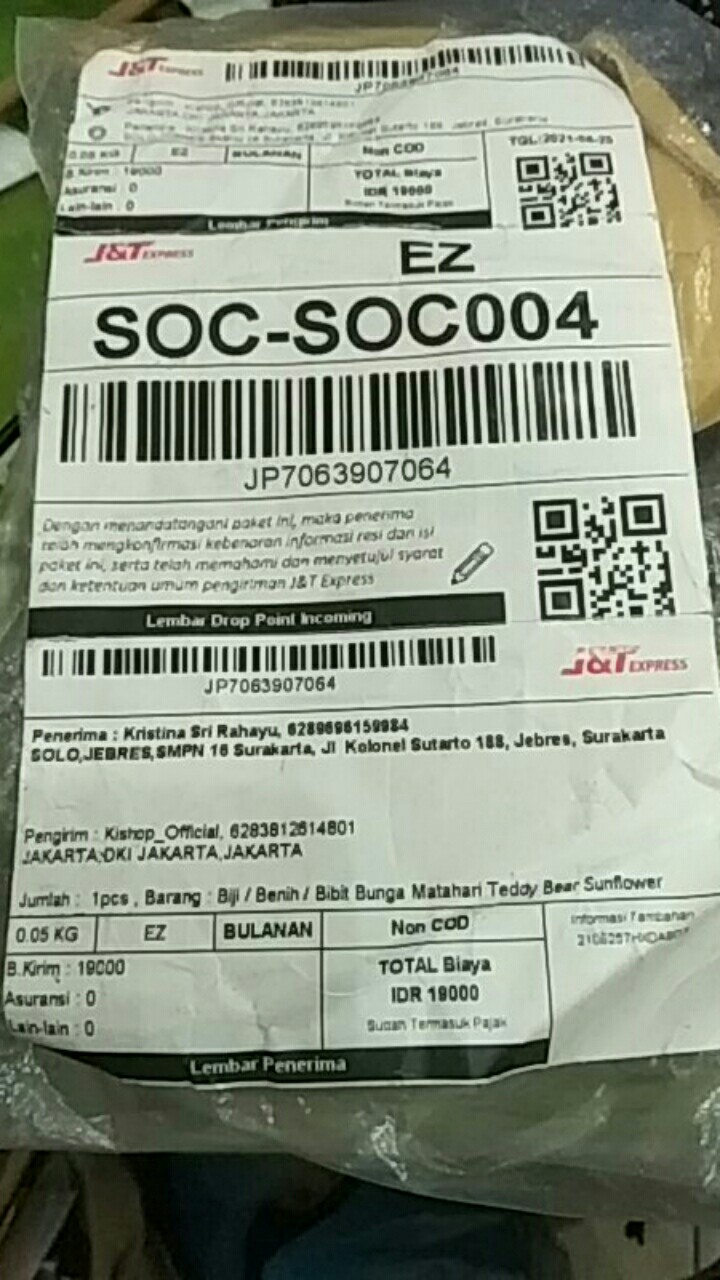 Biji / Benih / Bibit Bunga Matahari Teddy Bear Sunflower Mudah Tumbuh