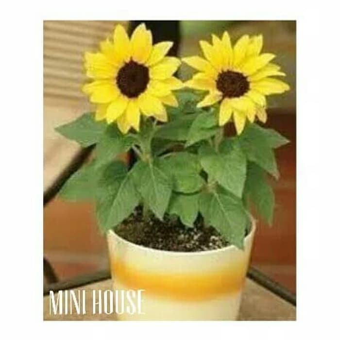 BIJI BENIH BUNGA MATAHARI MINI