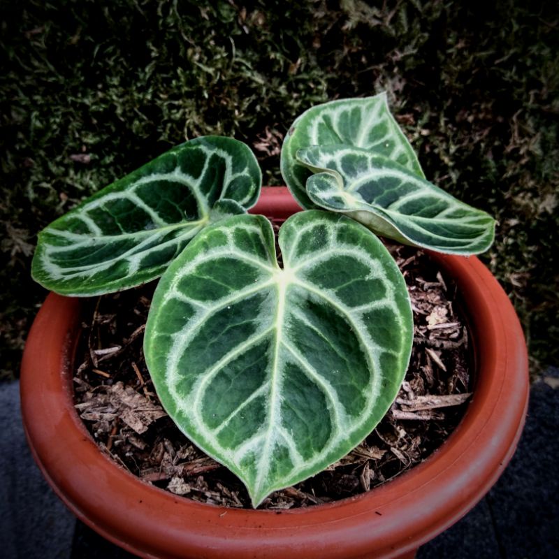 ORIGINAL Kuping Gajah Dorayaki Bulat