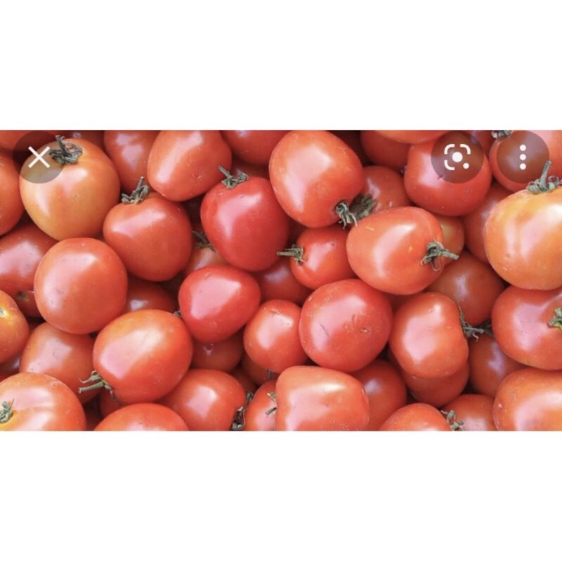 

PROMO TERMURAH TOMAT BUAT SAMBAL DLL MURAH MERIAH