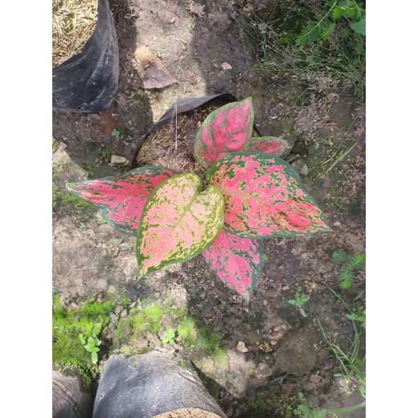 Aglaonema Dud Anjamani