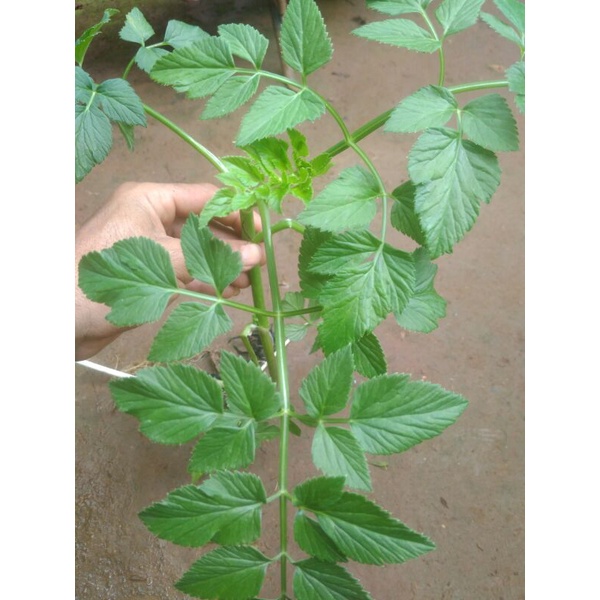 

Bibit Tespong,seladren,selada air mudah tumbuh, lalapan,sayuran