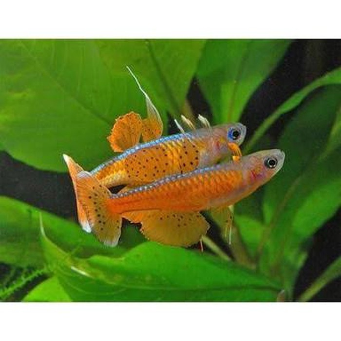 TerUpdate Pseudomugil Paskai Terbaru