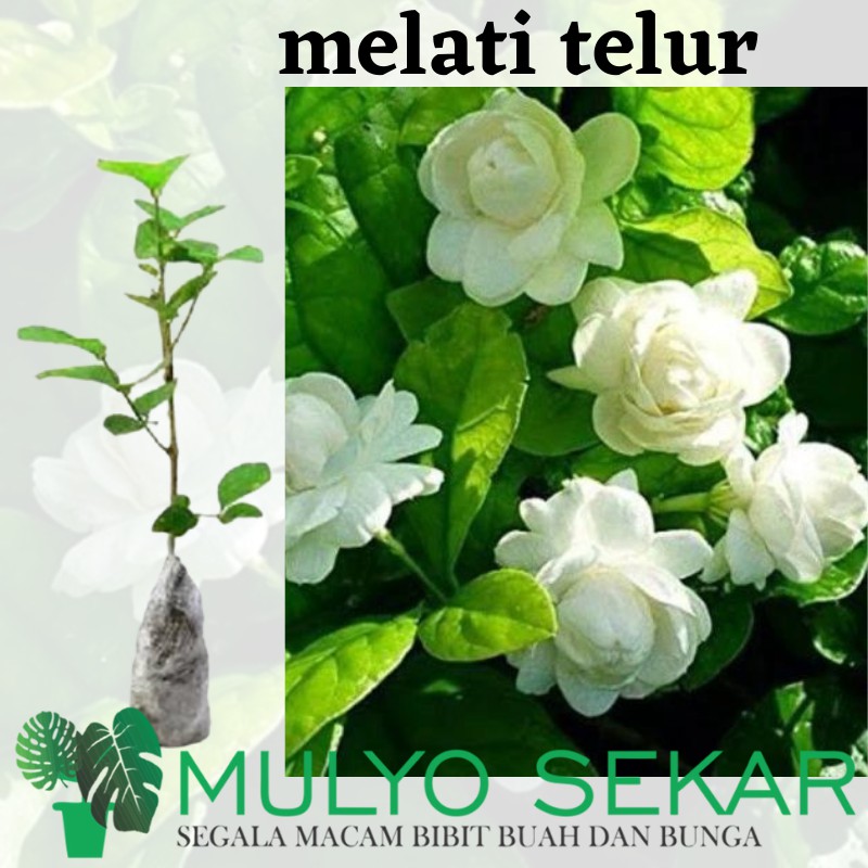 Tanaman melati tuscany/ Bunga Tumpuk (Tinggi 25-35 cm)