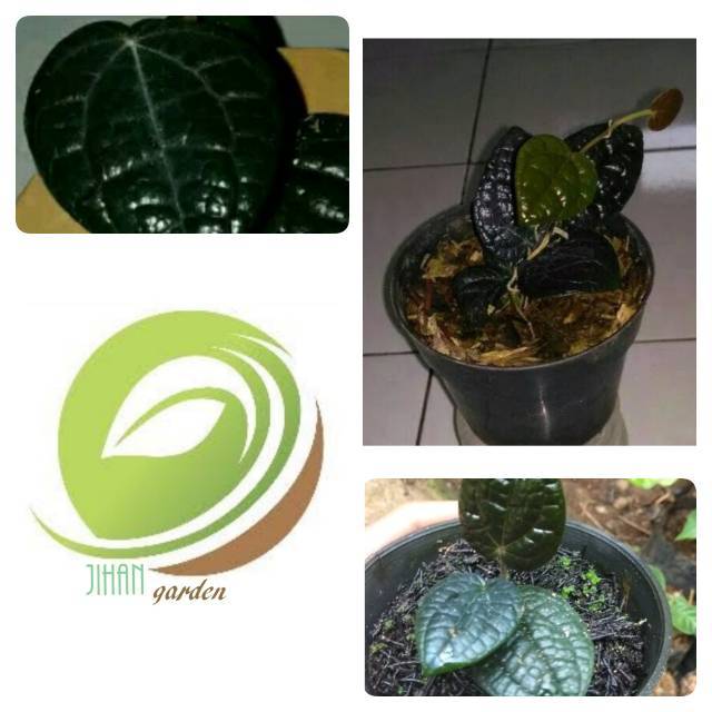 sirih hitam langka asli