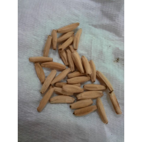 Biji/Benih/Seed Adenium Arabicum GodjixBMK