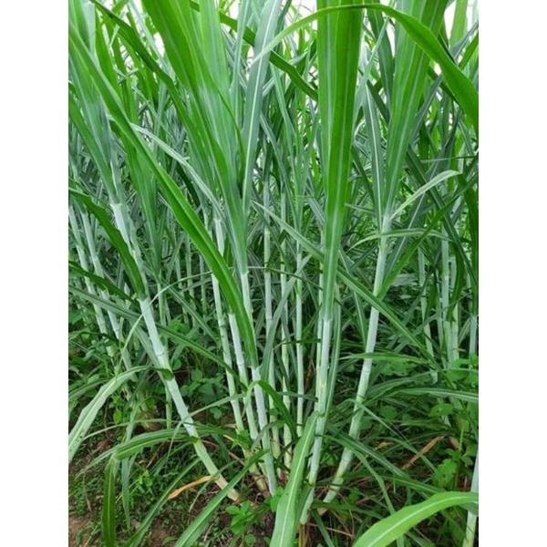 stek rumput zanzibar [5 kg]