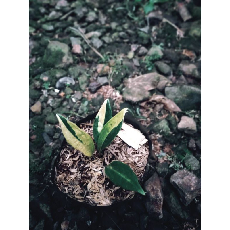 bibit jemani varigata