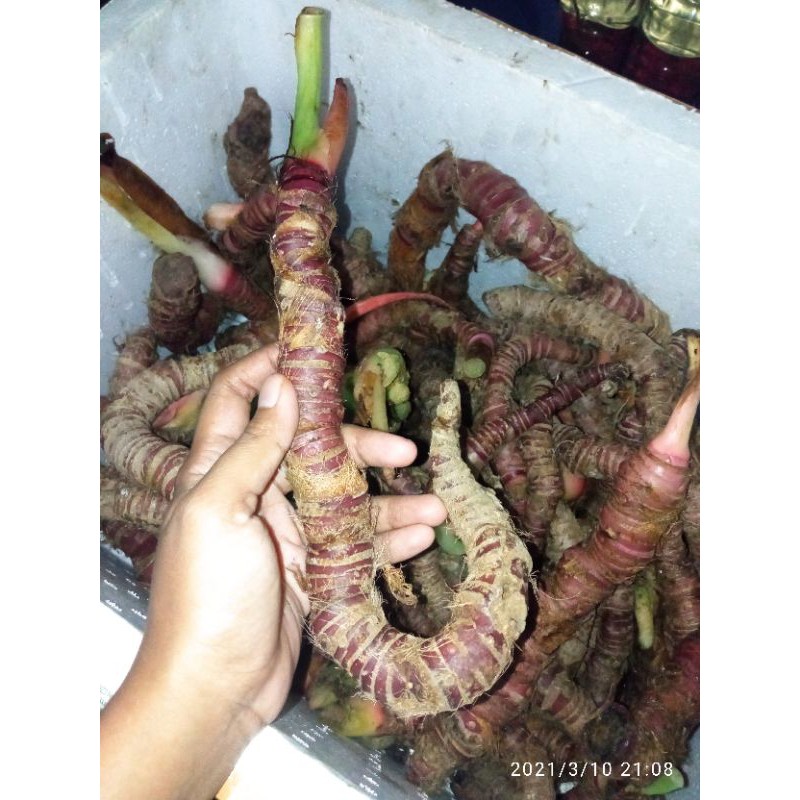 ALOCASIA CUPREA (BONGGOL JUMBO)