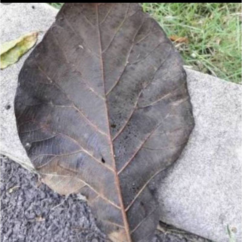 

daun jati kering