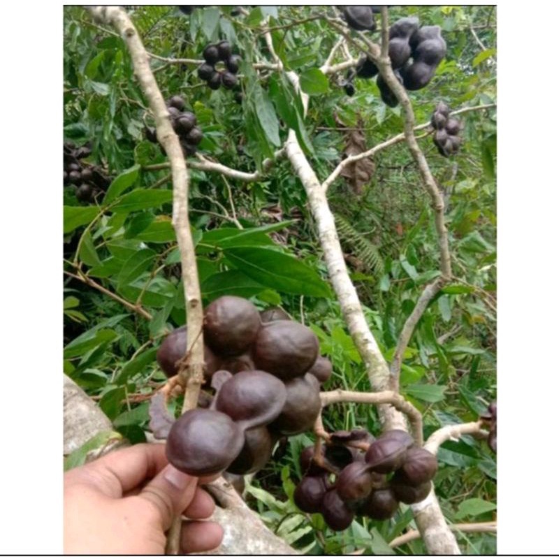 

BUAH JENGKOL TUA KULITAN SEGAR ||500gr||