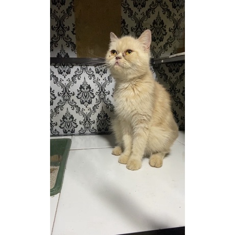 KUCING BRITISH SHORT HAIR