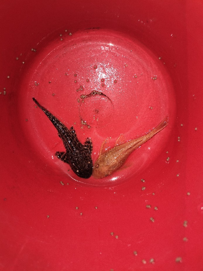 Ikan Pembersih Sapu Sapu Hitam Aquascape