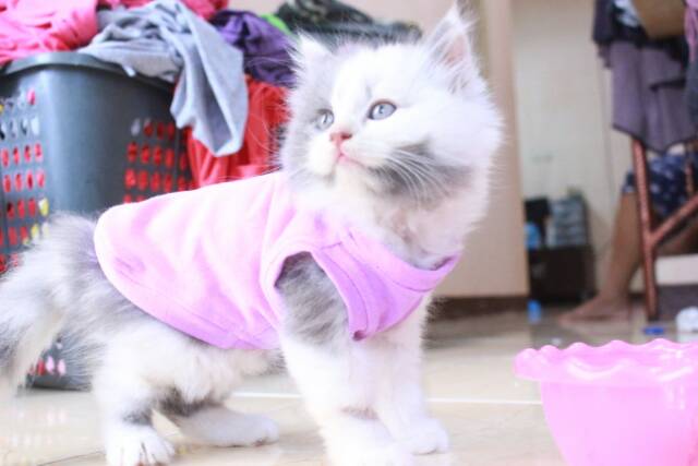 Kaos singlet untuk kucing dan anjing /Jual Baju Kucing Terlengkap &amp; Berkualitas size S M L XL