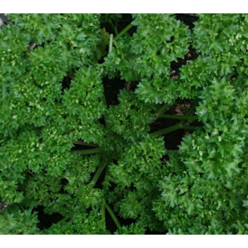 

Daun peterseli segar - sayur parsley 1 Kg