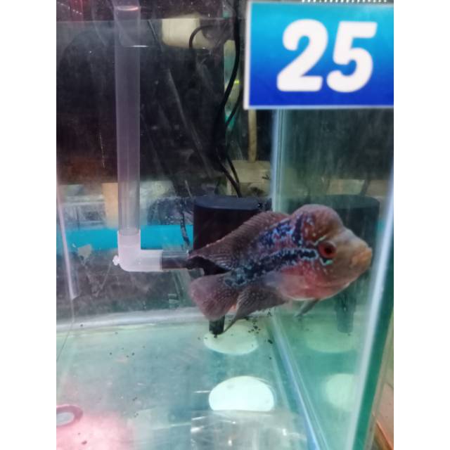 Ikan lohan srd 25 uk 08-10cm (jari)