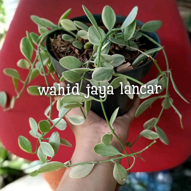 Tanaman Hias Dischidia Cascade / Tanaman Hias Collection Dischidia