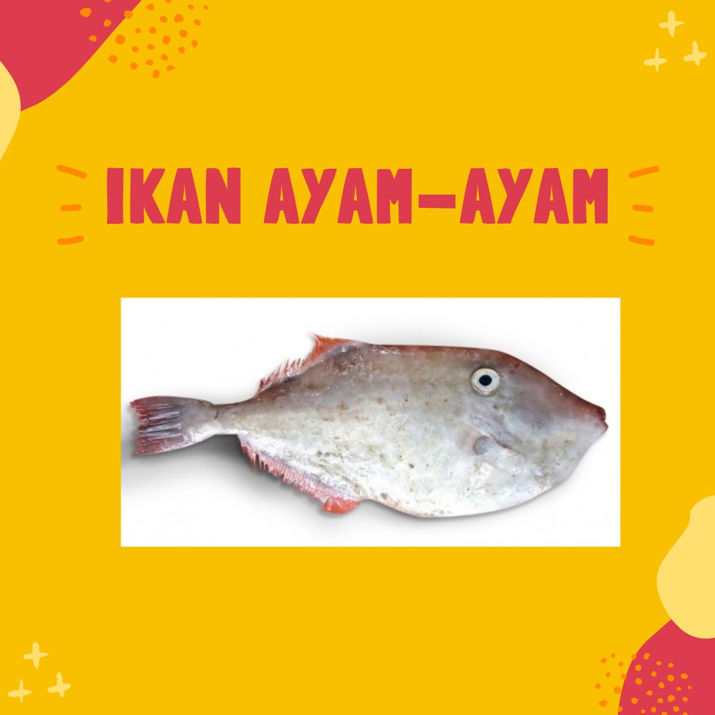 

Ikan ayam-ayam/ jebong/ kambing