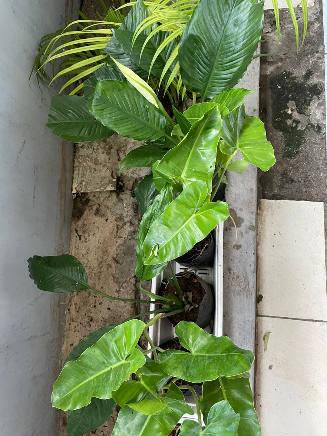 Tanaman Philo Minyak (keladi Minyak)